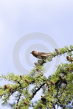 View of red crossbill bird
