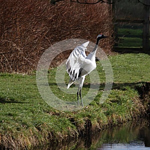 A view of a Red Crowned Crane
