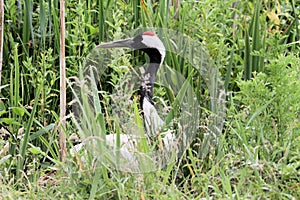 A view of a Red Crowned Crane