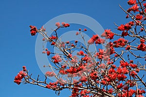 View of red flowers blooming on an Erythrina tree against a blue sky.