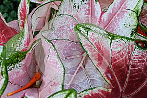 Red and green caladium leaf