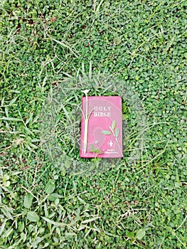 A view of a red holy bible and a green pen on a cover of Desmodium triflorum (Undupiyaiya) in a garden in Sri Lanka.