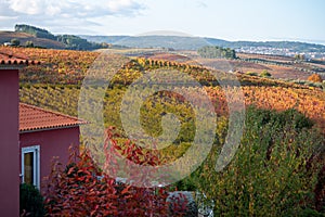 View on red house in Douro river valley and colorful hilly stair step terraced vineyards in autumn, wine making industry in