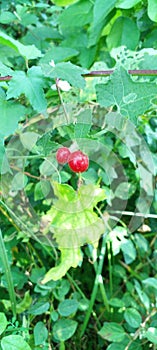 A view of a red jungle fruit in a rural setting in Sri Lanka. A green vision.