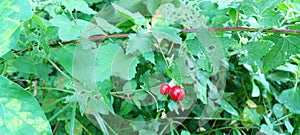 A view of a red jungle fruit in a rural setting in Sri Lanka. A green vision.