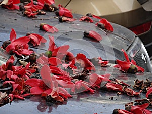 A view of red kapok falling on a car under a tree.