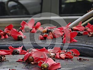 A view of red kapok falling on a car under a tree.