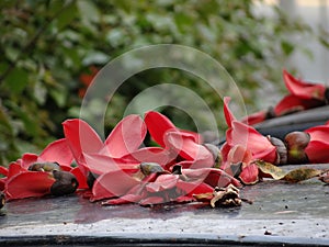 A view of red kapok falling on a car under a tree.