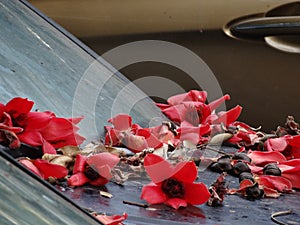 A view of red kapok falling on a car under a tree.