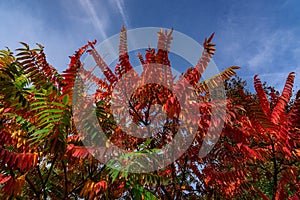 View of red leaves on a bush , in autumn , background a clear blue sky ,