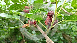View of the red mulberries fruit on the branch
