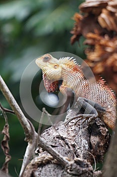 View of a red and orange colors mixed lizard on a tree.