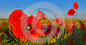 View of red poppies in summer countryside