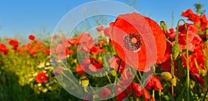 View of red poppies in summer countryside