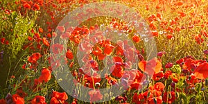 View of red poppies in summer countryside