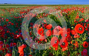 View of red poppies in summer countryside