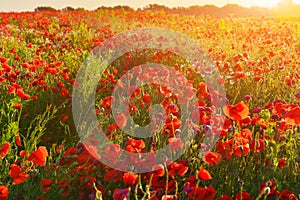 View of red poppies in summer countryside