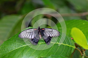 View of Red postman Heliconius erato butterfly with open wings