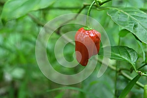 View of a red ripen Capsicum Chinense chili fruit hanging from the chili plant