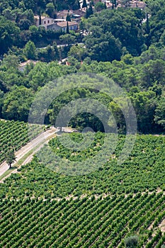 View on red or rose wine grapes vineyards in France, Vaucluse, G