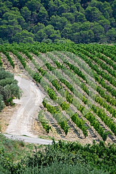 View on red or rose wine grapes vineyards in France, Vaucluse, G