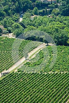 View on red or rose wine grapes vineyards in France, Vaucluse, G