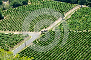 View on red or rose wine grapes vineyards in France, Vaucluse, Gigondas domain or chateau vineyard Dentelles de Montmirail