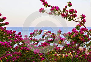 View of the Red Sea and southern pink flowers at the resort of Sharm El Sheikh in Egypt