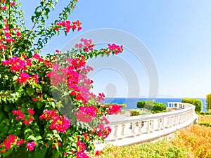 View of the Red Sea and southern pink flowers at the resort of Sharm El Sheikh in Egypt