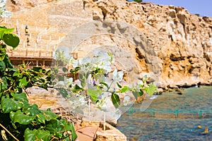 View of the Red Sea and southern pink flowers at the resort of Sharm El Sheikh in Egypt