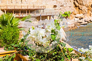 View of the Red Sea and southern white flowers at the resort of Sharm El Sheikh in Egypt