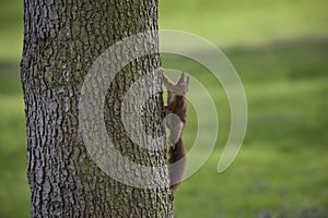 View on a red squirrel on a tree in a park