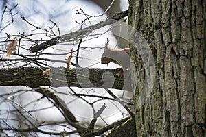 View on a red squirrel on a tree in a park