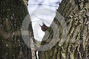 View on a red squirrel on a tree in a park