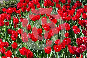 View of red tulips in the sun at the Real Jardin Botanico in Madrid, Spain