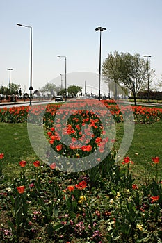 A view of a red tulips in between the two way street in Istanbul city