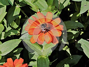 View of red  zinnia with bee in botanical garden,   Helsinki, Finland