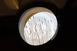 View of reeds on a blue sky background through a boat porthole