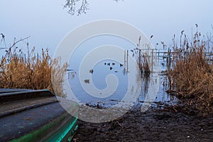 View of reeds and floating ducks on the lake with an abandoned rusty boat on the shore