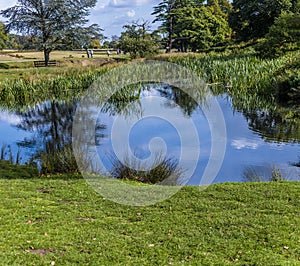 A view of reflections in the River Lin in Bradgate Park, Leicestershire, UK