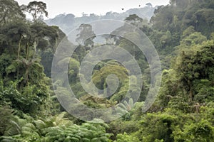 view of reforested area, with variety of trees and birds visible