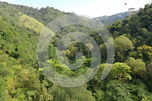 view of reforested area, with variety of trees and birds visible