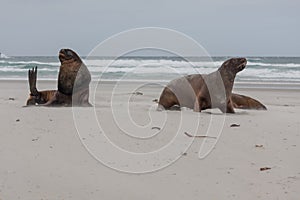 View of the relaxing sea lions on the beach in New Zealand