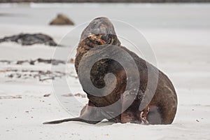 View of the relaxing sea lions on the beach in New Zealand