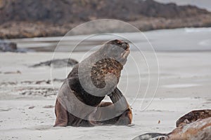 View of the relaxing sea lions on the beach in New Zealand