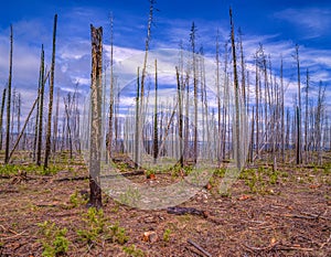 Burnt out Forest Fire