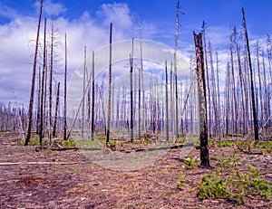 Burnt out Forest Fire