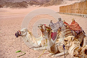 View of resting backpacked camels in Egyptian Sahara desert at s