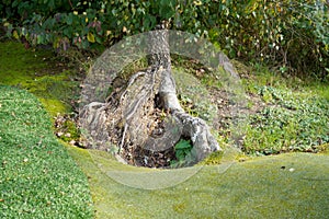 View of revealed roots of a dead tree in a forest