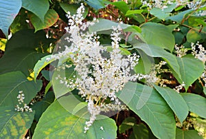 View of Reynoutria sachalinensis (F.Schmidt) Nakai photo